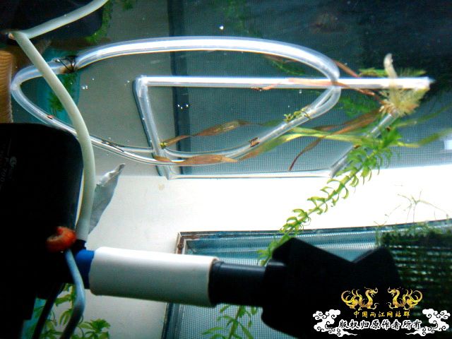 [原创]斗鱼毕竟是斗鱼！