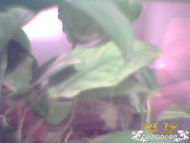 请帮忙认一下这是什么水生植物！