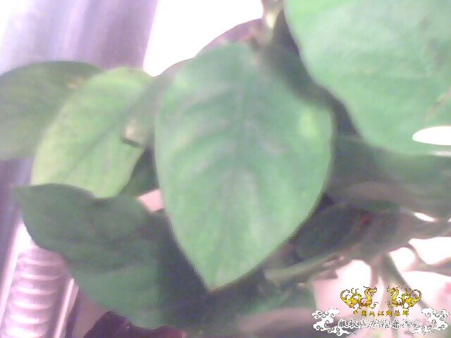 请帮忙认一下这是什么水生植物！