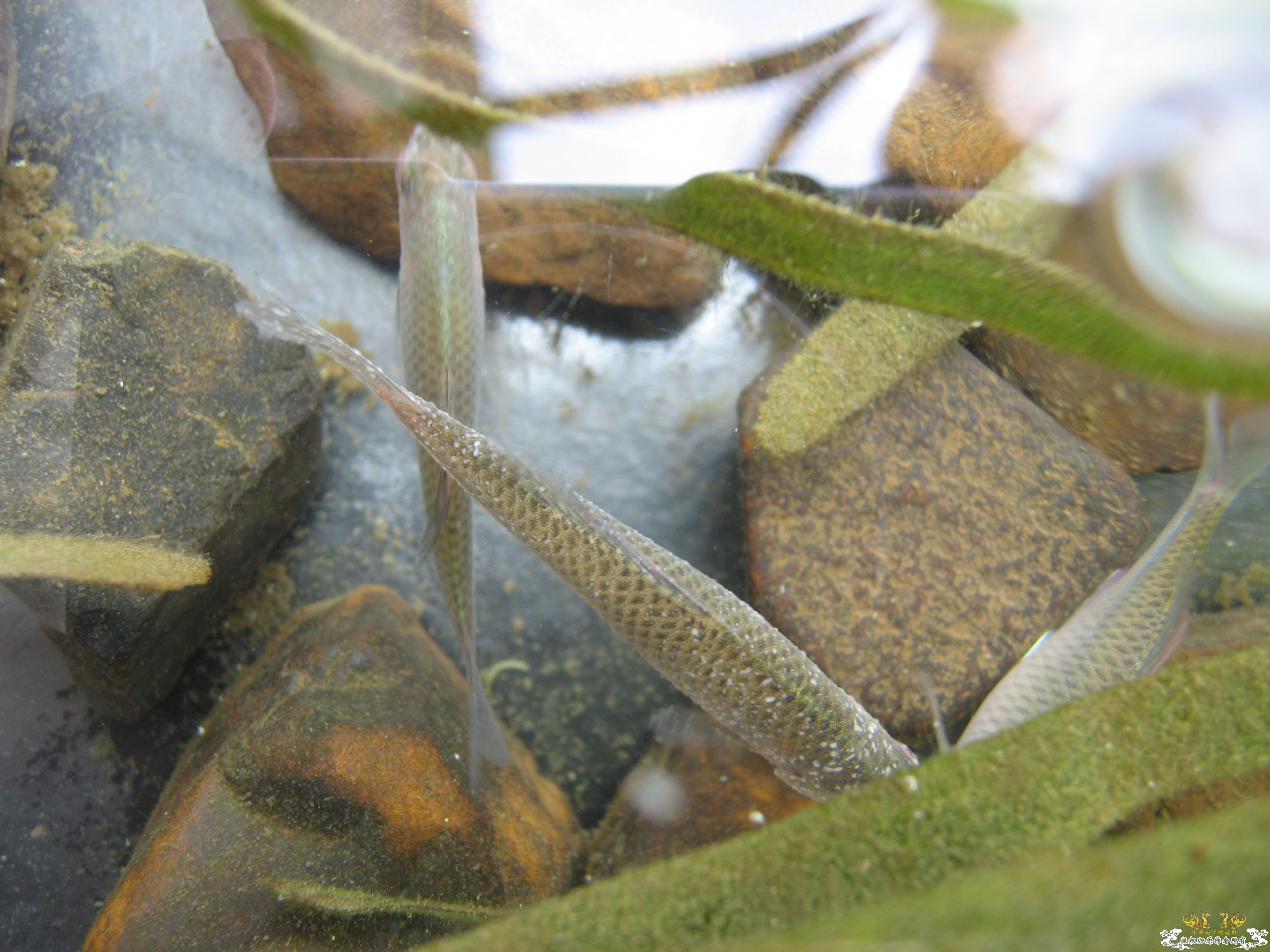 旁皮身上有白点