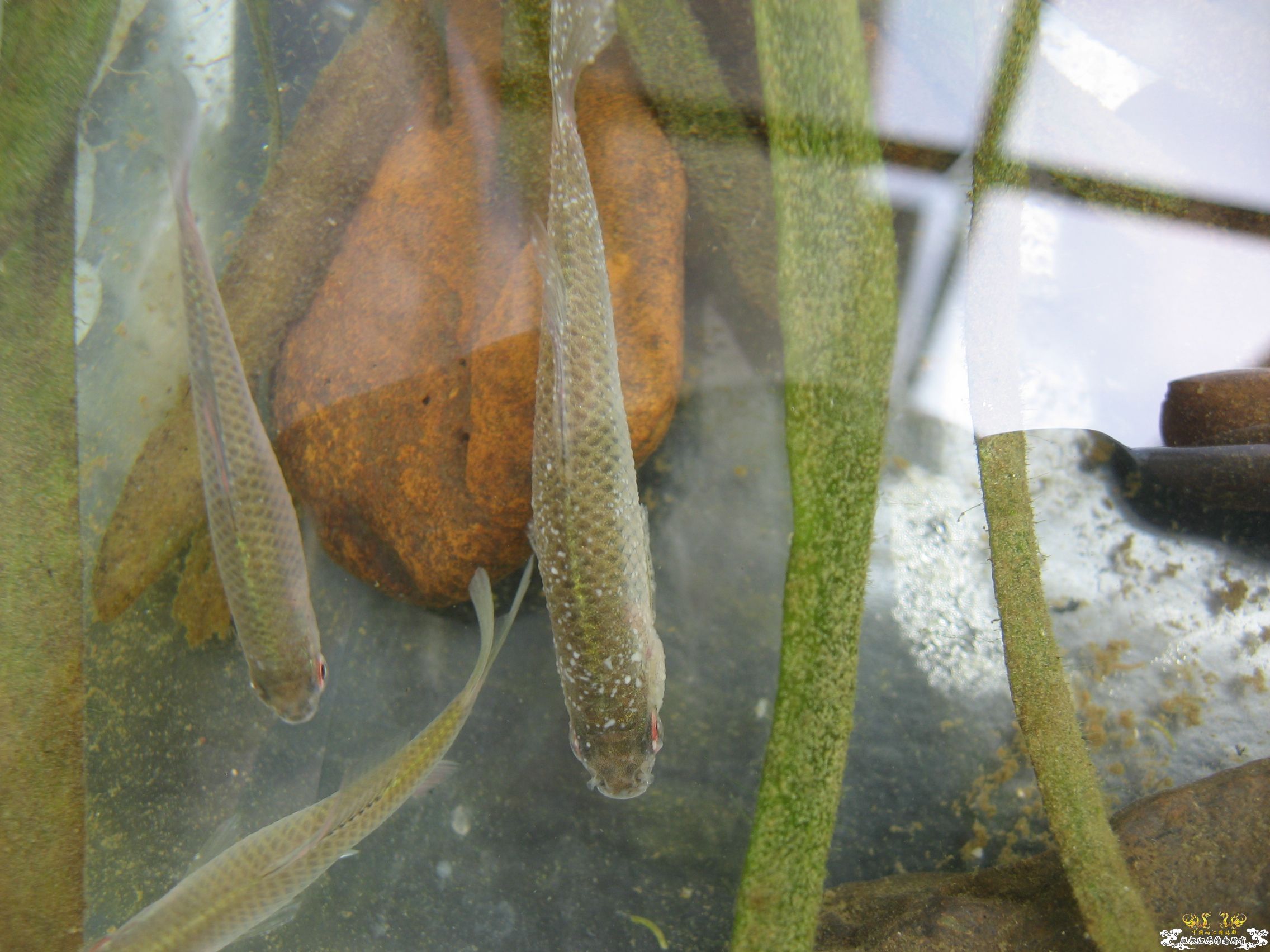 旁皮身上有白点