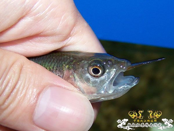 我的马口今天被我,,,了