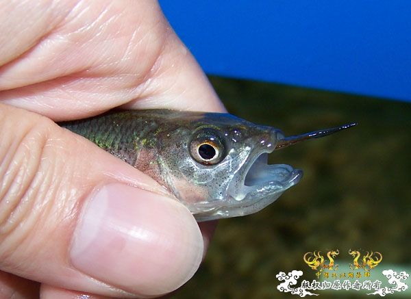 我的马口今天被我,,,了