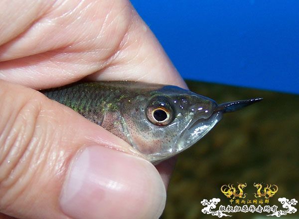 我的马口今天被我,,,了