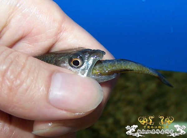 我的马口今天被我,,,了