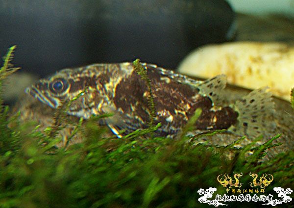 我的马口今天被我,,,了