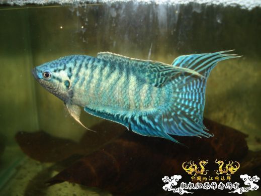 蓝色的斗鱼是原生还是人工培育的？