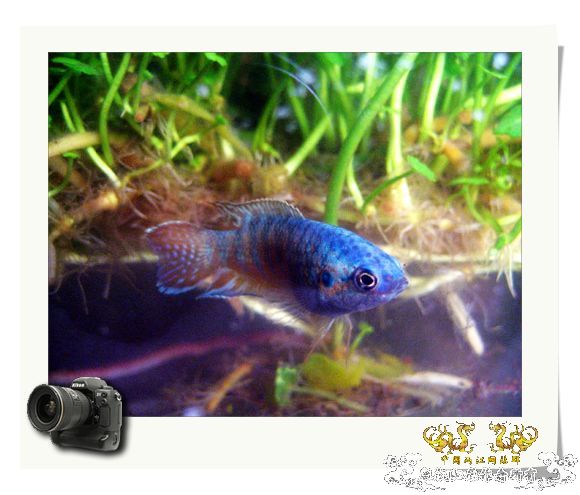 蓝色的斗鱼是原生还是人工培育的？