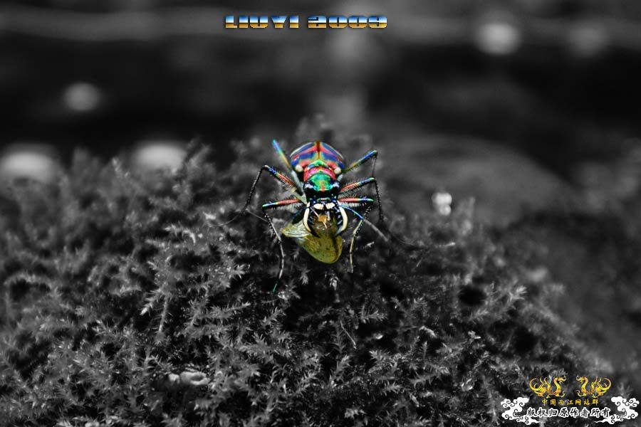 关键词：【色彩恶魔】