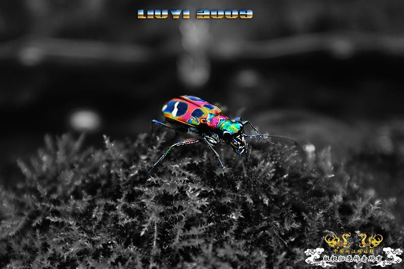 关键词：【色彩恶魔】