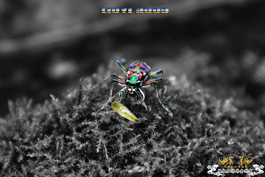 关键词：【色彩恶魔】