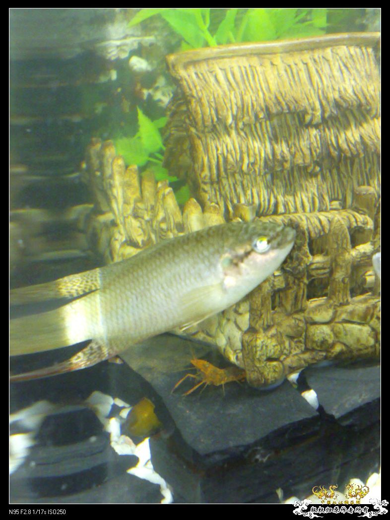 发发老板老家的汕尾黑叉