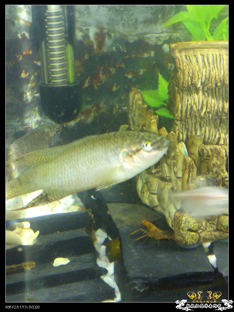 发发老板老家的汕尾黑叉