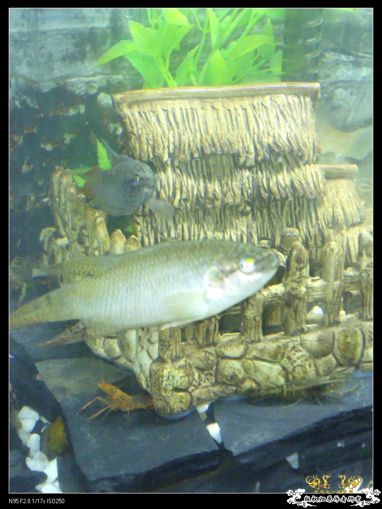 发发老板老家的汕尾黑叉