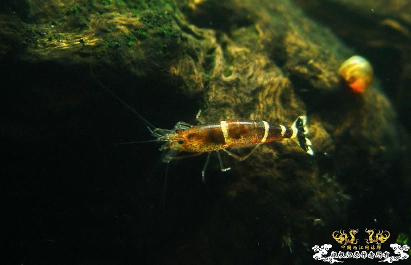 hhwwiner的竹节虾