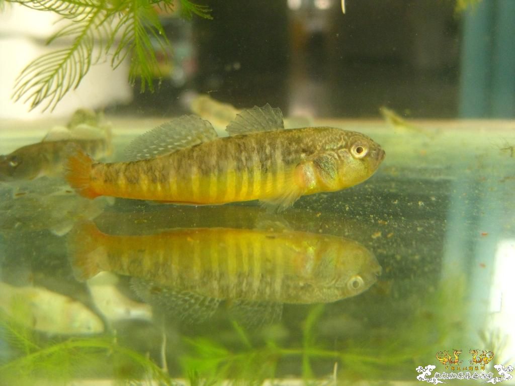 大家帮我认认 这是什么虾虎