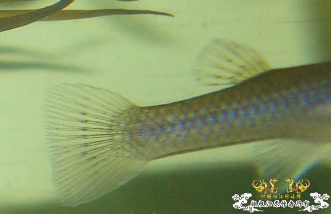 [求助]前天去野采的斗鱼