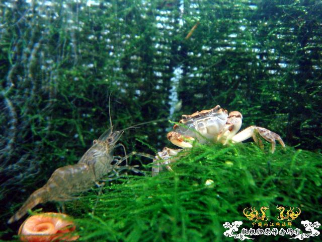 [原创]“桃园”结义