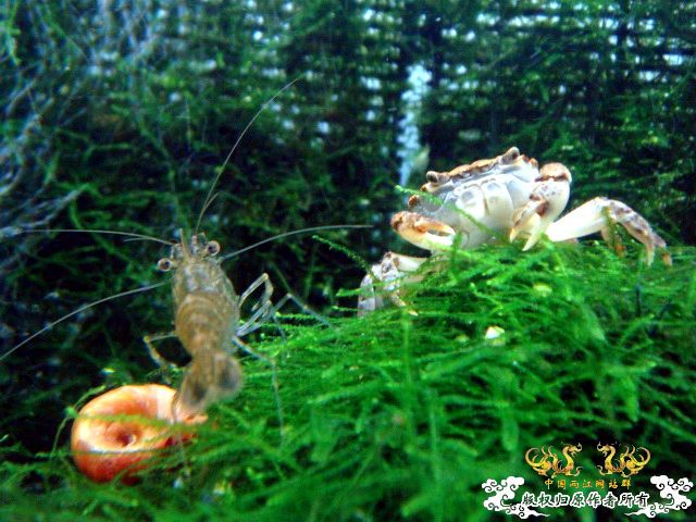 [原创]“桃园”结义