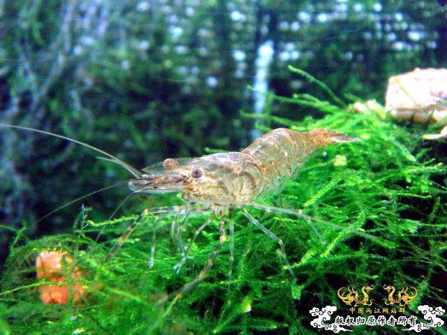 [原创]“桃园”结义