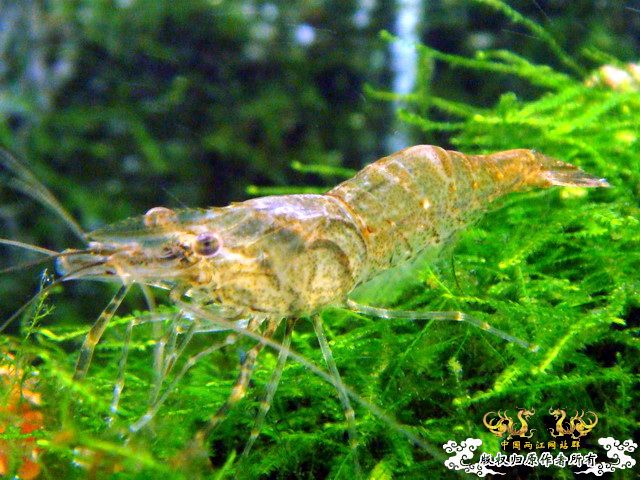 [原创]“桃园”结义