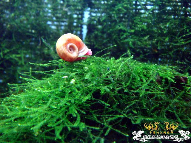 [原创]“桃园”结义