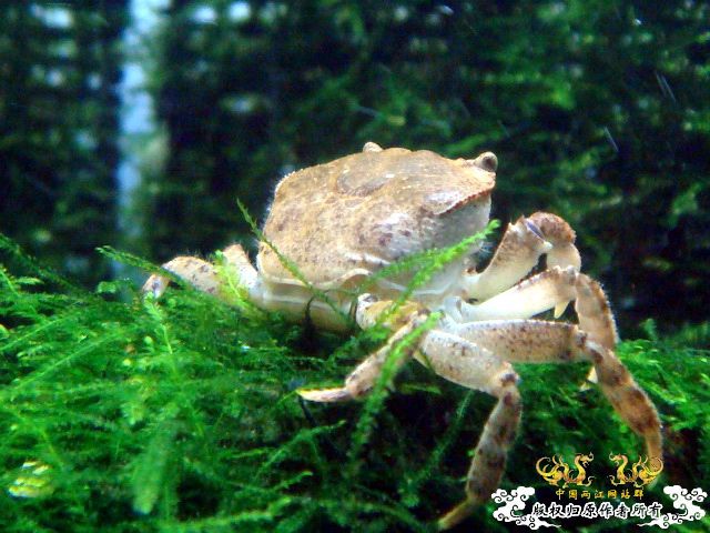 [原创]“桃园”结义