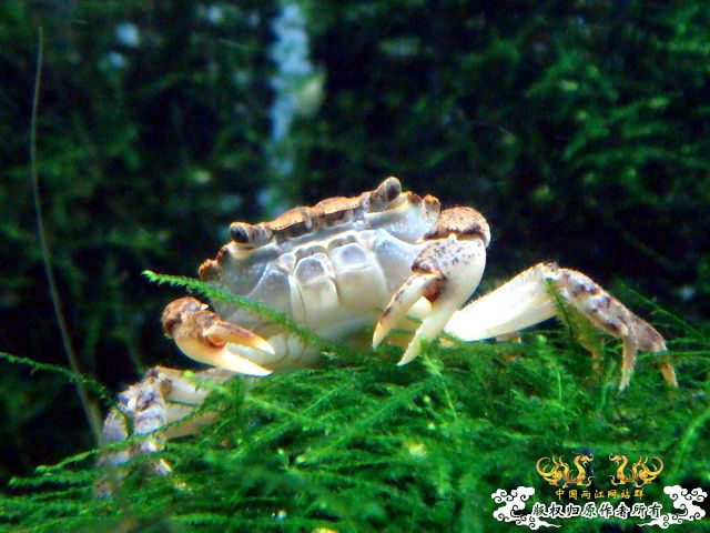 [原创]“桃园”结义