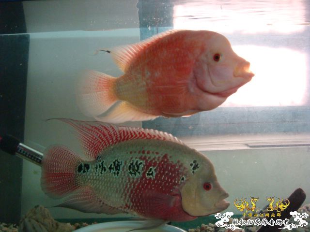 [原创]缸的变迁---6步曲