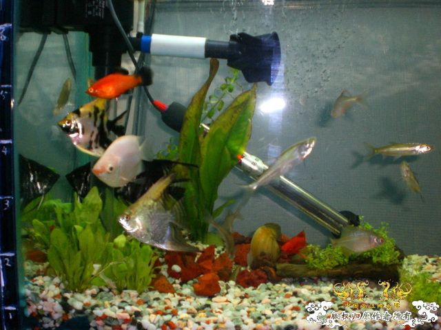 [原创]缸的变迁---6步曲