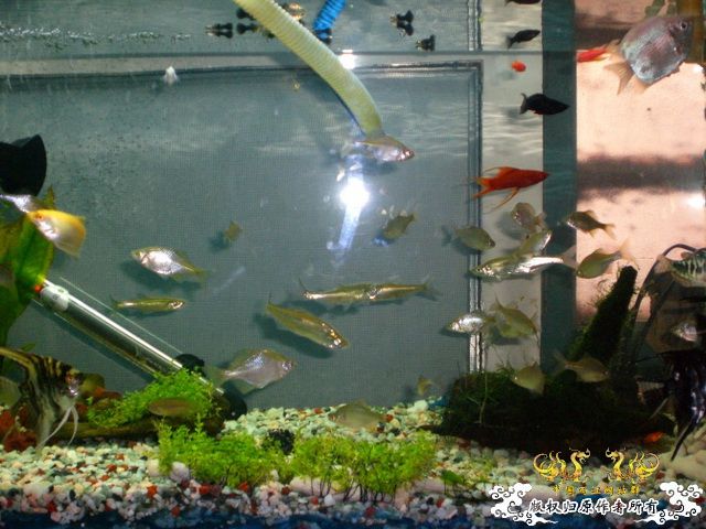 [原创]缸的变迁---6步曲