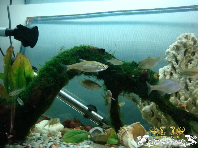 [原创]缸的变迁---6步曲