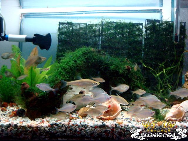 [原创]缸的变迁---6步曲