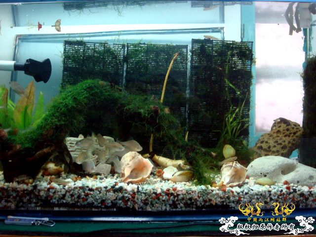 [原创]缸的变迁---6步曲