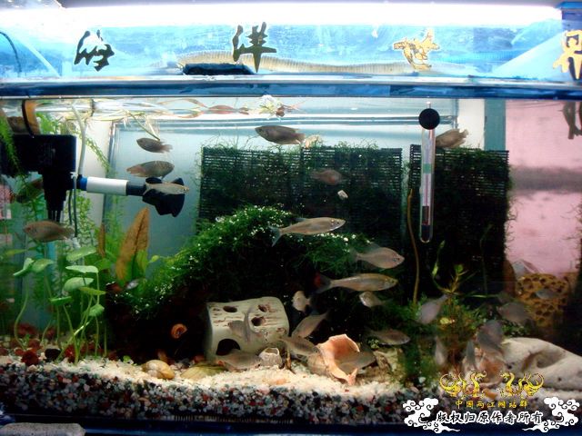 [原创]缸的变迁---6步曲