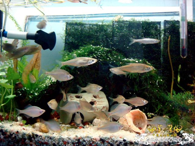 [原创]缸的变迁---6步曲