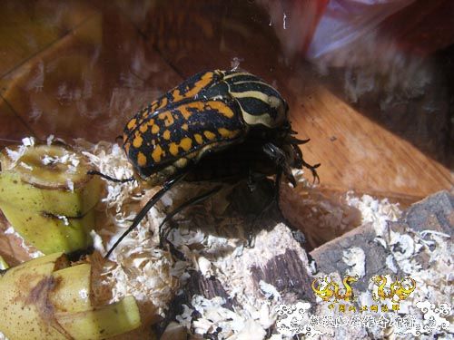 好久没发图了，上2对新买的花金龟