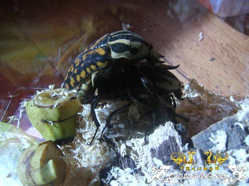 好久没发图了，上2对新买的花金龟