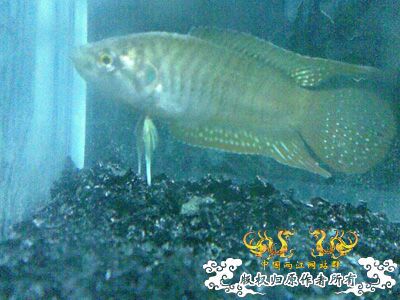 清明节采的小圆