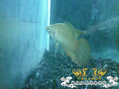 清明节采的小圆