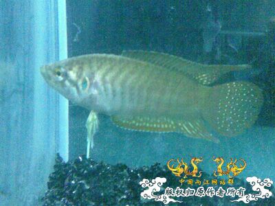 清明节采的小圆