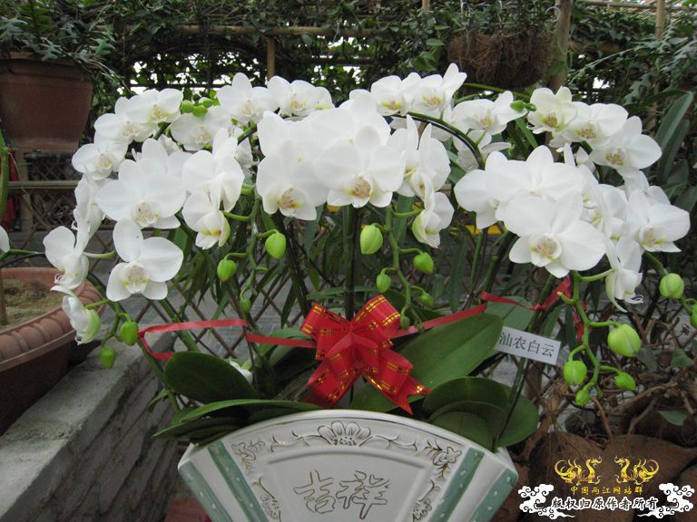 农科院游记——蝴蝶兰篇