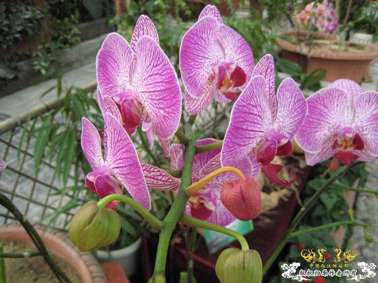 农科院游记——蝴蝶兰篇