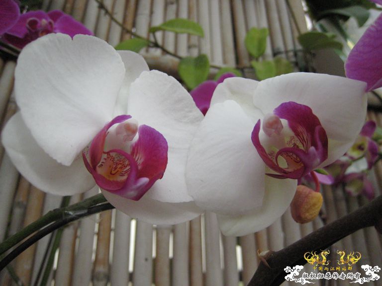 农科院游记——蝴蝶兰篇