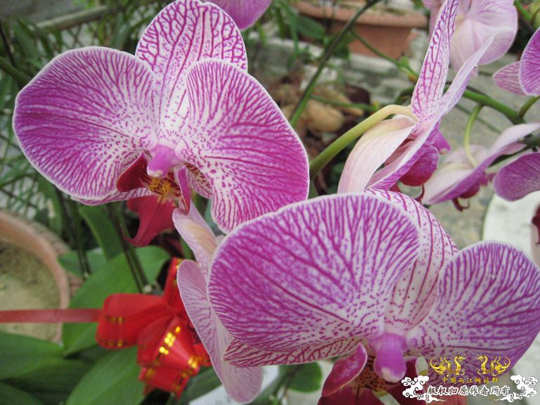 农科院游记——蝴蝶兰篇