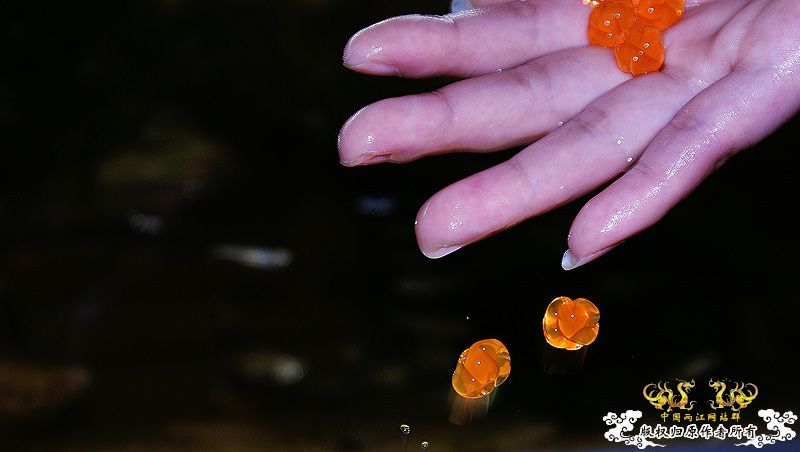 这个东西怎么用？