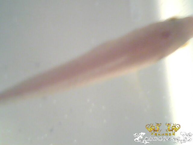 请大家帮帮我，救救我的鱼！