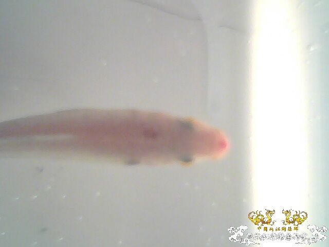 请大家帮帮我，救救我的鱼！