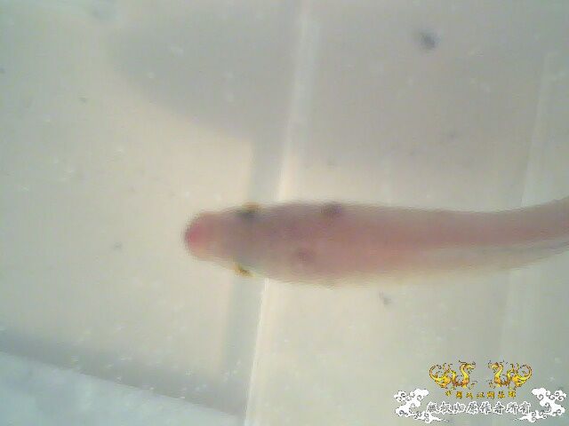 请大家帮帮我，救救我的鱼！