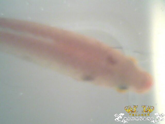 请大家帮帮我，救救我的鱼！